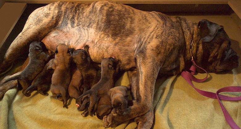 Mastiff Litter Announcement