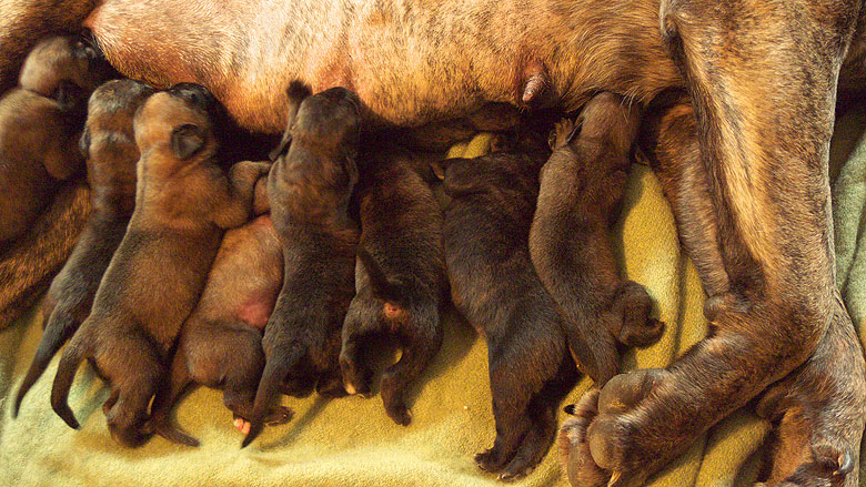 Mastiff Litter Announcement