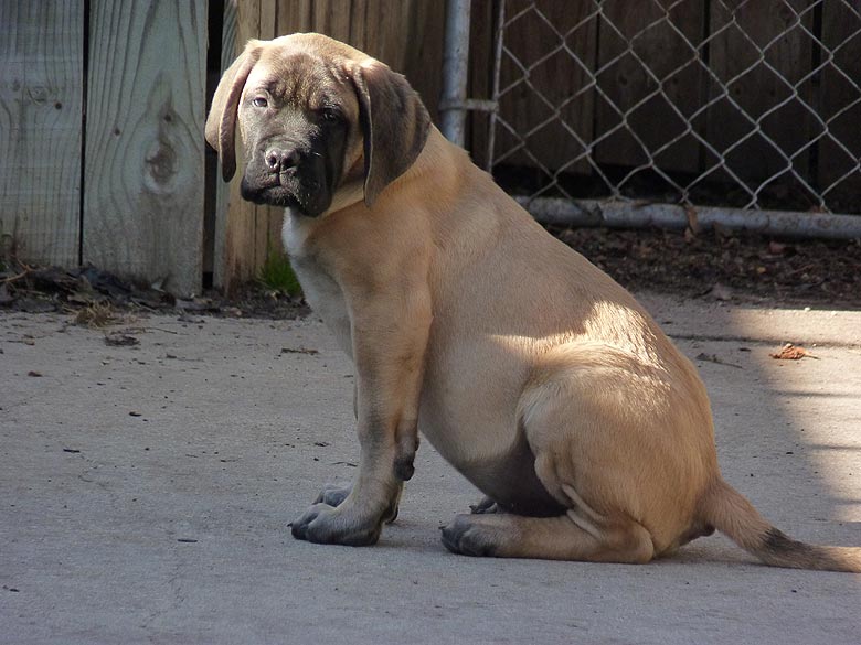 Mastiff Litter Announcement