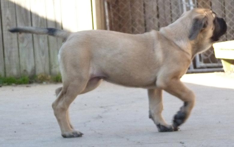 Mastiff Litter Announcement