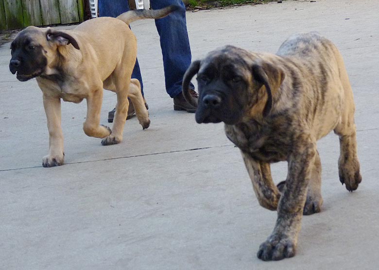 Mastiff Litter Announcement