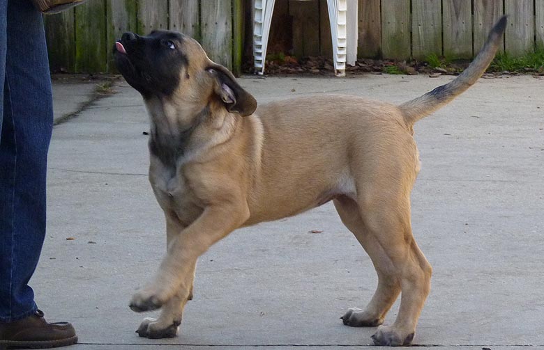 Mastiff Litter Announcement