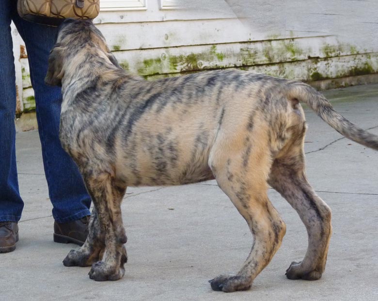 Mastiff Litter Announcement