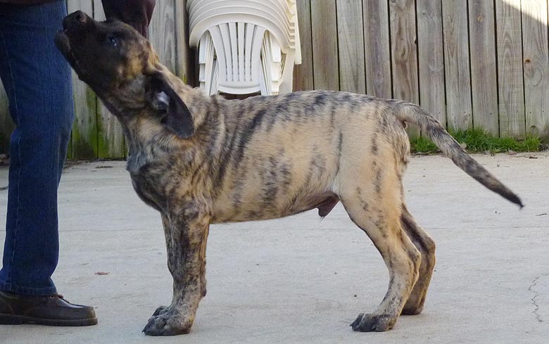 Mastiff Litter Announcement