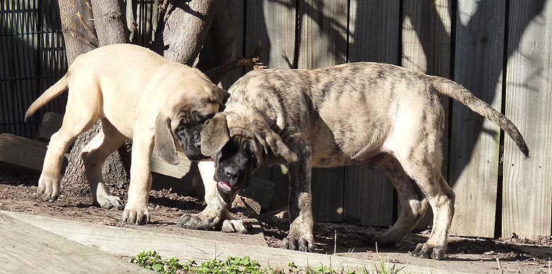 Mastiff Litter Announcement