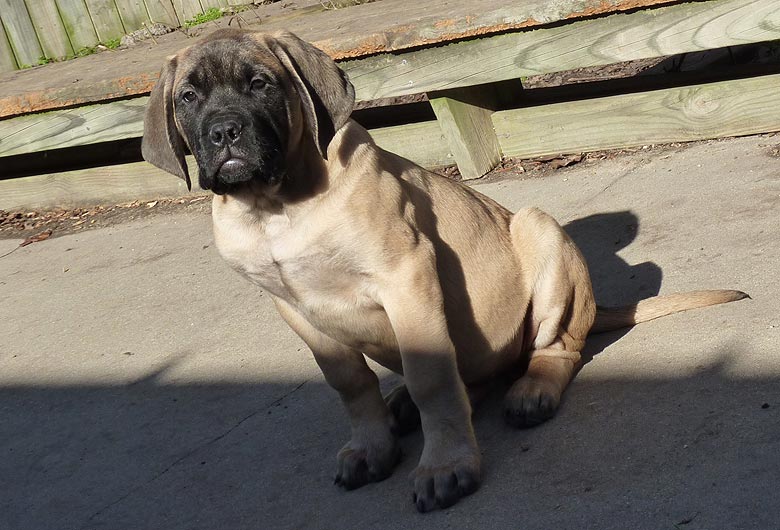 Mastiff Litter Announcement