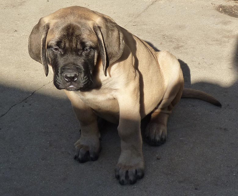 Mastiff Litter Announcement