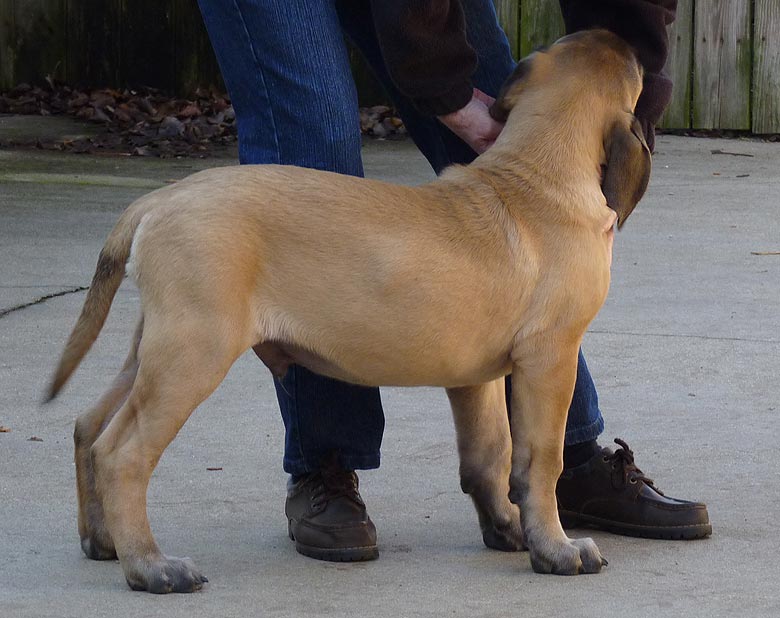 Mastiff Litter Announcement