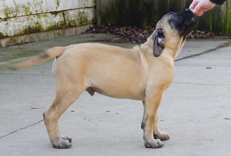 Mastiff Litter Announcement