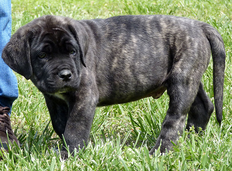 Mastiff Litter Announcement