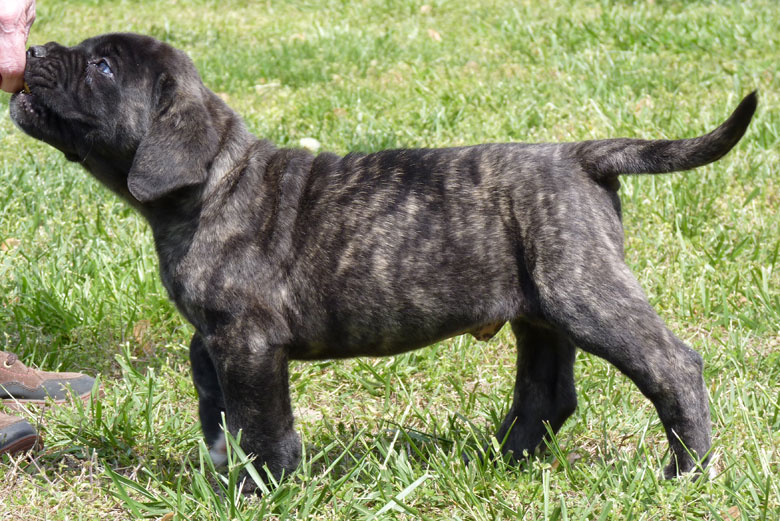 Mastiff Litter Announcement