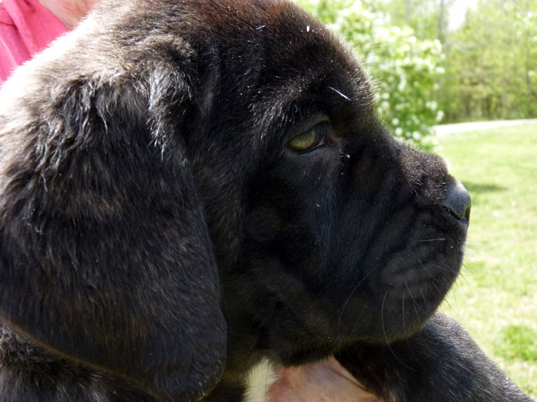 Mastiff Litter Announcement