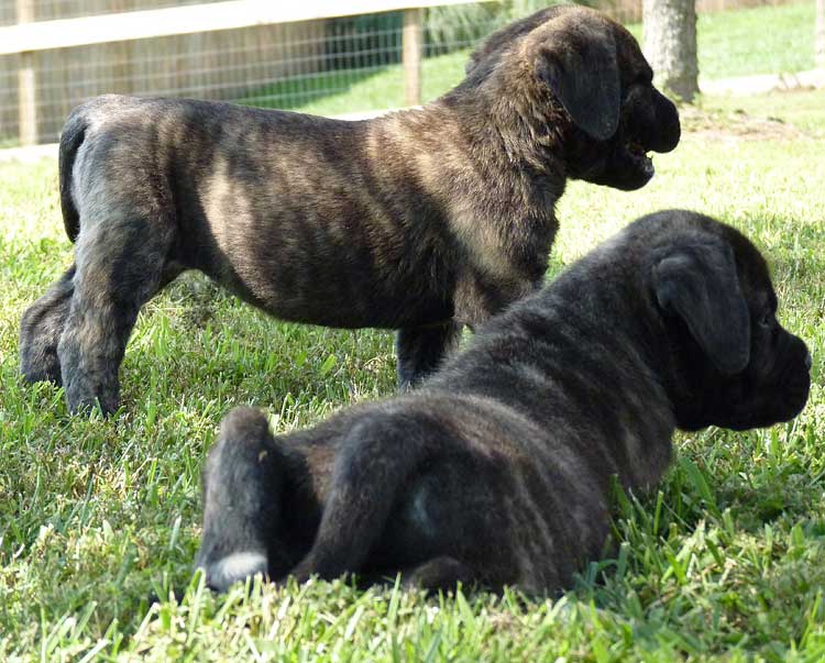 Mastiff Litter Announcement