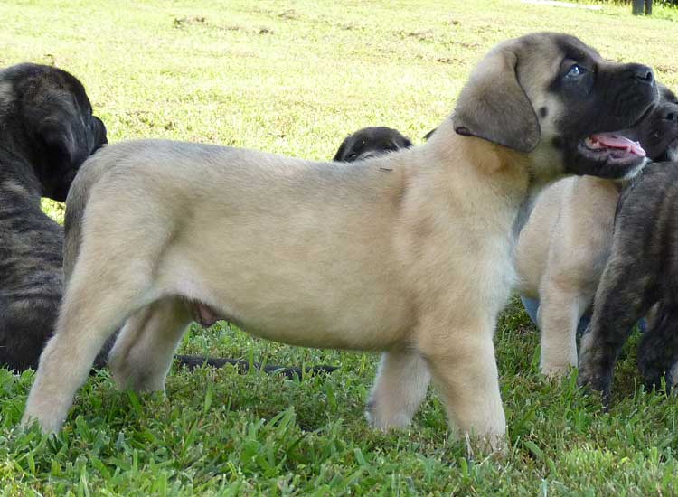 Mastiff Litter Announcement