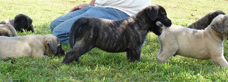 Mastiff Litter Announcement