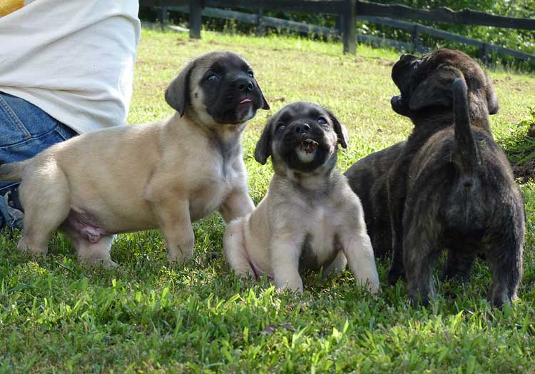 Mastiff Litter Announcement