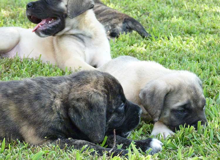 Mastiff Litter Announcement