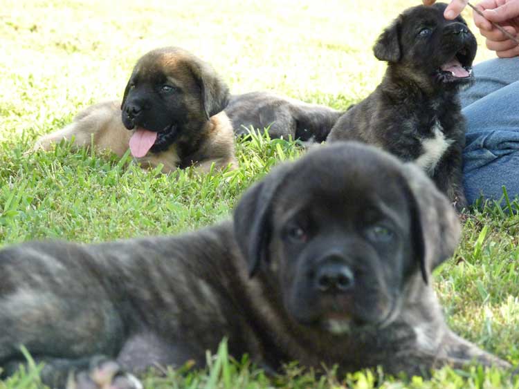 Mastiff Litter Announcement