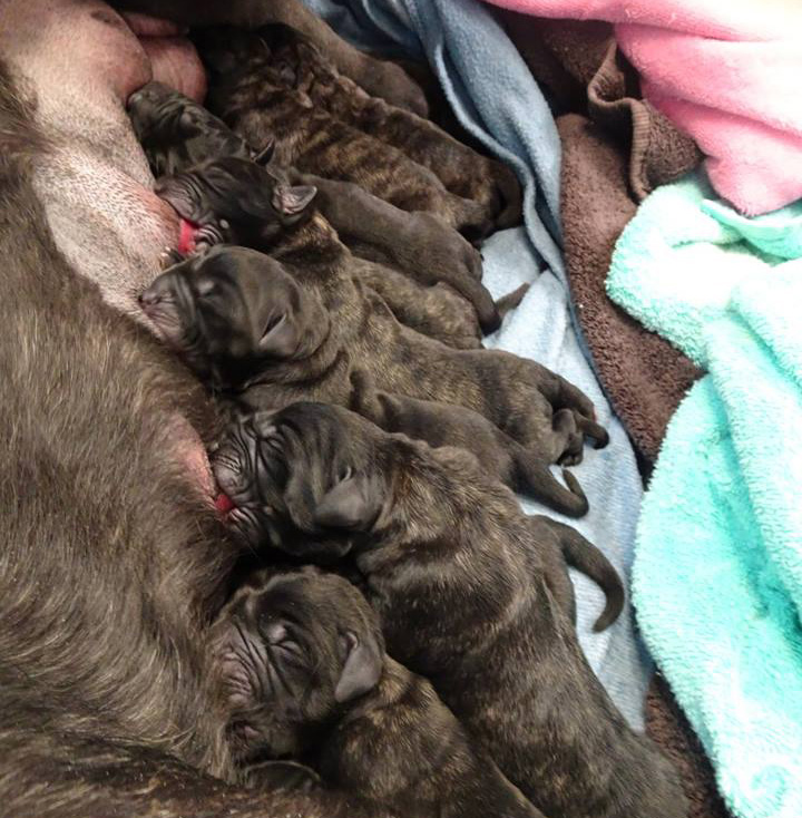 Mastiff Litter Announcement