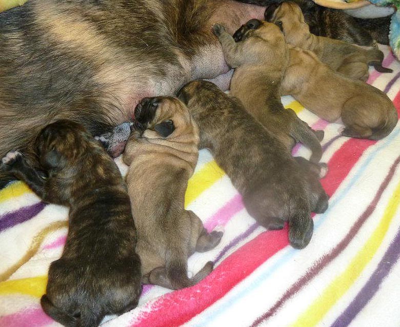 Mastiff Litter Announcement