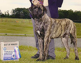 Bacchus at 9 Months of Age.