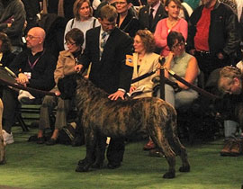 Bacchus in Madison Square Garden at Westminster..