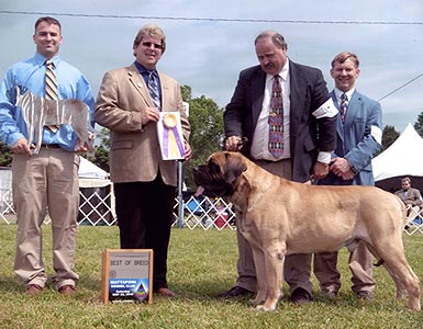 Baron BOB Mattaponi 2010 Chesapeake Mastiff Club Supported Entry