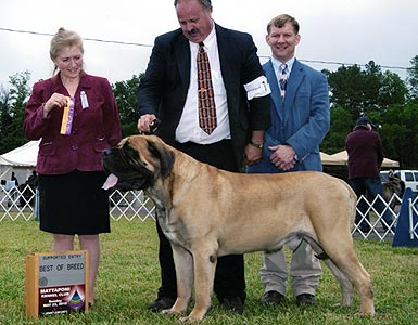 Baron BOB Mattaponi 2010 Chesapeake Mastiff Club Supported Entry