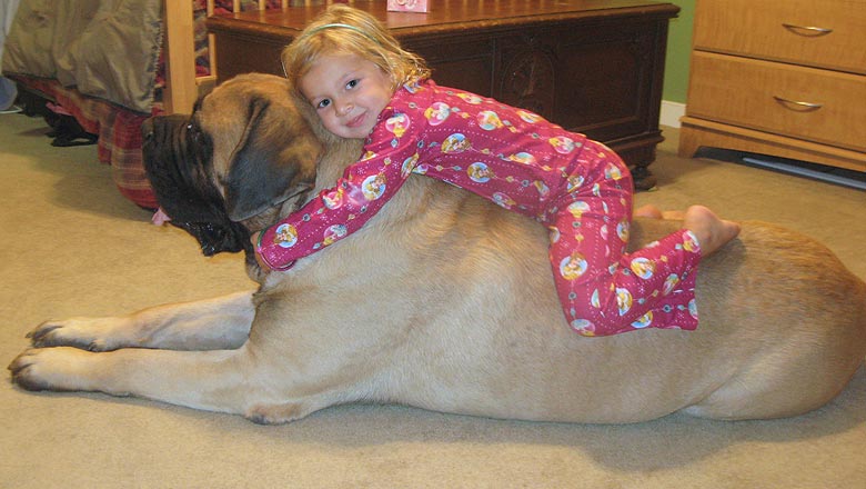 Baron and Lauryn, true Mastiff temperament.