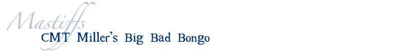 Bongo