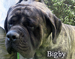 Bigby