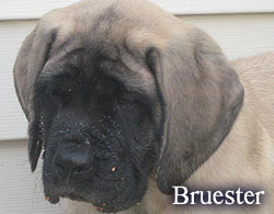 Bruester