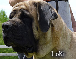 Loki