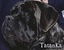 Tatanka