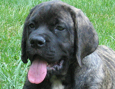 Puppy